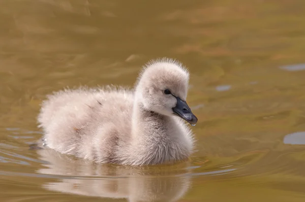 Baby swan Rechtenvrije Stockfoto's