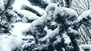 Noel tatili geçmişi, kar yağışı ve karla kaplı ağaçlar, kış ve Noel zamanı