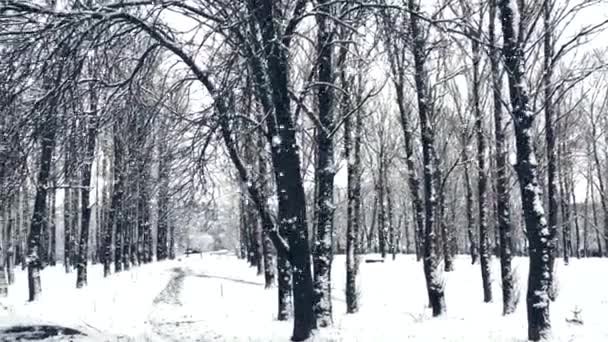 Kış ormanı Noel tatili arka planı, kar yağışı ve karla kaplı ağaçlar — Stok video