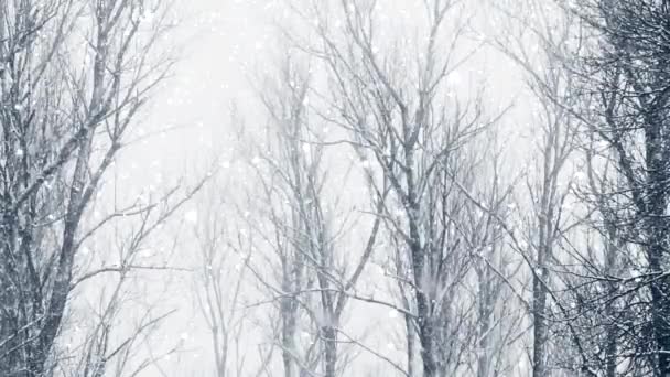 Winterwald als Hintergrund für Weihnachtsfeiertage, Schneefall und schneebedeckte Bäume — Stockvideo