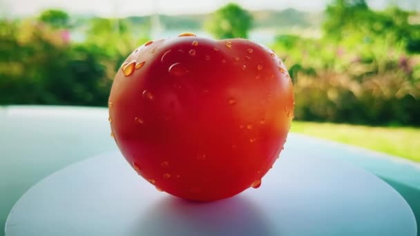 Färsk tomat utomhus på sommaren, mogna grönsaker och hälsosam mat — Stockvideo