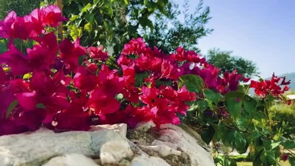 Flores em flor e natureza mediterrânea no verão, destino de férias tropicais e viagens de verão b-roll — Vídeo de Stock