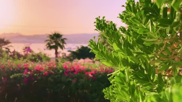 Sunset over Mediterranean landscape, tropical nature in summer, summertime travel and holiday destination b-roll — Stock Video