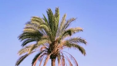 Yaz tatili konsepti olarak mavi gökyüzü üzerinde palmiye ağacı.