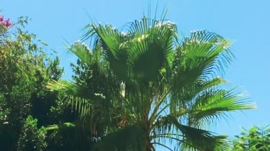 Yaz tatili konsepti olarak mavi gökyüzü üzerinde palmiye ağacı.