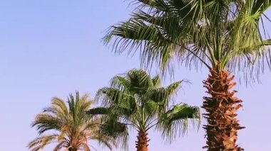 Mavi gökyüzü üzerindeki palmiye ağaçları yaz tatili, doğa ve yaz tatili konsepti.