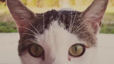 Dışarıdaki sevimli meraklı kedi.