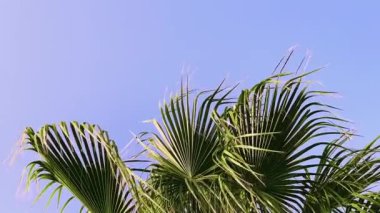 Palmiye yaprakları mavi gökyüzünü kaplıyor. Yaz tatili, doğa ve yaz tatili konsepti gibi.