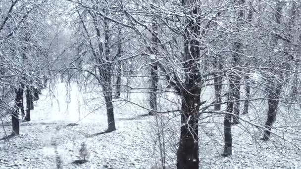 크리스마스 연휴를 배경으로 한 겨울 숲, 눈이 내리고 눈이 덮인 나무들 — 비디오