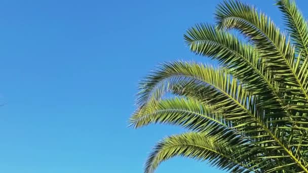 Palme über blauem Himmel als Sommerreise-B-Roll, Natur- und Sommerferienkonzept — Stockvideo