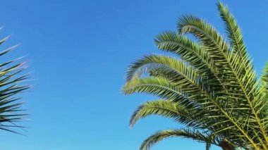 Yaz tatili konsepti olarak mavi gökyüzü üzerinde palmiye ağacı.