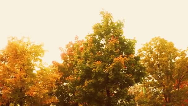 Automne nature, branches d'arbres et feuilles ambrées, jaunes, orange et rouges en automne à l'extérieur, parc urbain ou campagne forêt rurale b-roll