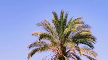 Yaz tatili konsepti olarak mavi gökyüzü üzerinde palmiye ağacı.