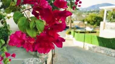 Yaz mevsiminde çiçek ve Akdeniz doğası, tropik tatil beldesi ve yaz seyahati.