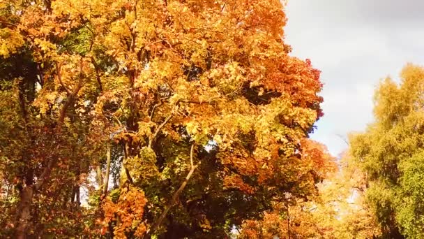 Φθινοπωρινή φύση, κλαδιά δέντρων και κεχριμπάρι, κίτρινα, πορτοκαλί και κόκκινα φύλλα κατά την περίοδο του φθινοπώρου σε εξωτερικούς χώρους, πάρκο πόλης ή υπαίθρου αγροτικό δάσος b-roll — Αρχείο Βίντεο