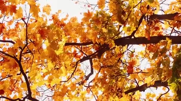 Höstens natur, trädgrenar och bärnsten, gula, orange och röda löv under höstsäsongen utomhus, stadspark eller landsbygd — Stockvideo
