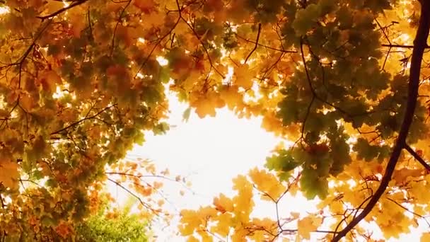 Automne nature, branches d'arbres et feuilles ambrées, jaunes, orange et rouges en automne à l'extérieur, parc urbain ou campagne forêt rurale b-roll — Video
