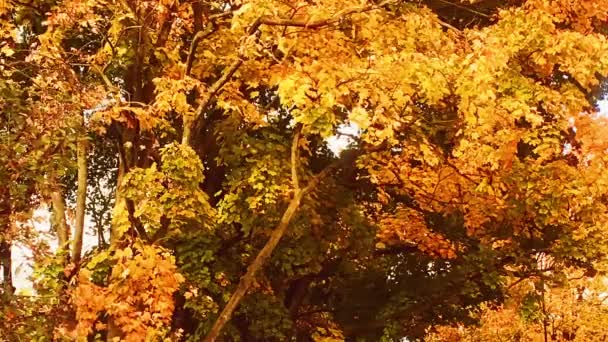 Automne nature, branches d'arbres et feuilles ambrées, jaunes, orange et rouges en automne à l'extérieur, parc urbain ou campagne forêt rurale b-roll — Video