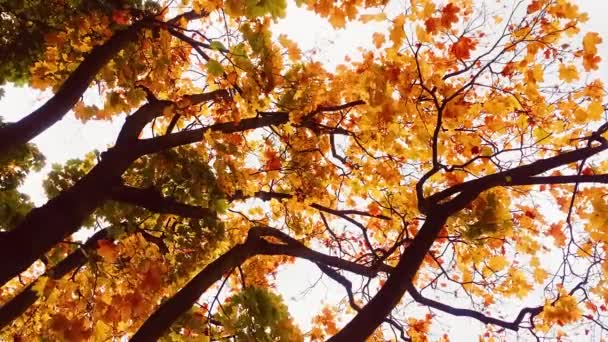 Осенняя природа, ветви деревьев и янтарь, желтые, оранжевые и красные листья осенью на открытом воздухе, городской парк или сельской местности — стоковое видео