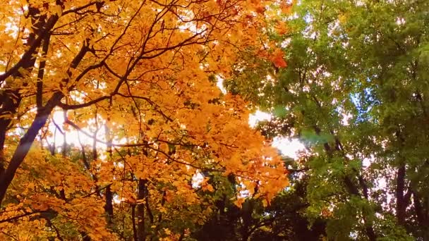 Natura autunnale, rami d'albero e foglie ambrate, gialle, arancioni e rosse nella stagione autunnale all'aperto, parco cittadino o campagna foresta rurale b-roll — Video Stock