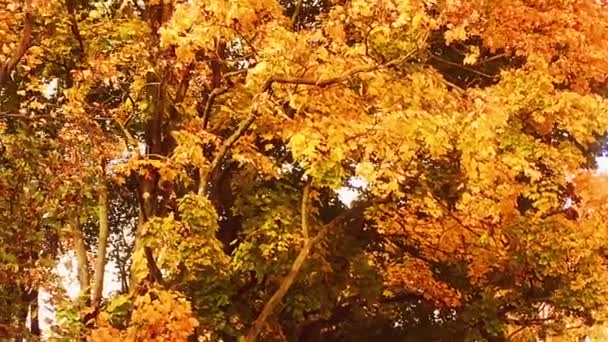 Podzimní příroda, větve stromů a jantarové, žluté, oranžové a červené listy v podzimním období venku, městský park nebo venkovský les b-roll — Stock video