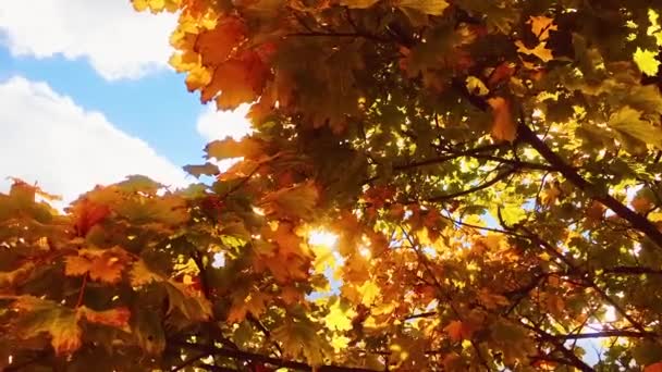 Folhagem de outono dourado, olhando para cima em topos de árvores, enquanto o sol brilha através, floresta temporada de outono como natureza b-roll — Vídeo de Stock