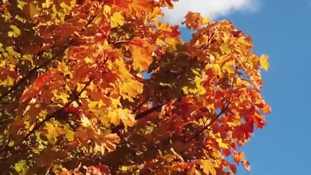 Concepto de otoño, estación y naturaleza, follaje dorado y cielo azul nublado — Vídeos de Stock