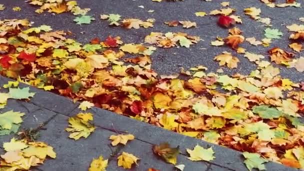 Herbstzeit, buntes Herbstlaub auf Asphaltboden im Stadtpark, saisonaler Natur-B-Roll — Stockvideo