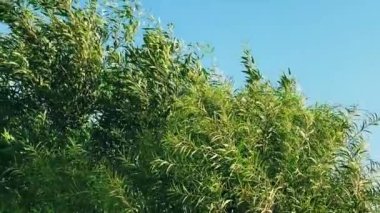 Doğa, iklim değişikliği ve çevre kavramı. Bahçede yeşil yapraklı ağaç dalı ve rüzgarlı bir günde mavi gökyüzü.