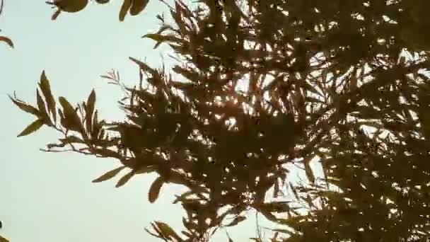Natura, zmiany klimatu i koncepcja środowiska, słońce świeci przez liście na gałązce oliwnej w lecie — Wideo stockowe