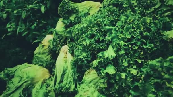 Verts, supermarché et bio, concept, légumes à feuilles vertes et assortiment d'herbes à vendre au marché éco-paysan — Video