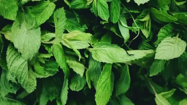 Verdes, supermercados y orgánicos, concepto, verduras y hierbas de hoja verde surtido para la venta en el mercado de eco agricultores — Vídeos de Stock