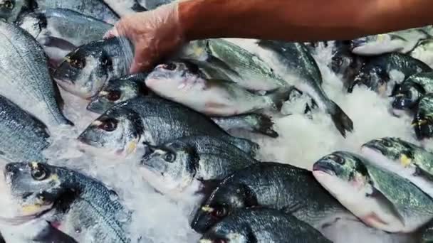 Concepto de mariscos, pescados y alimentos ecológicos, surtido de pescados crudos frescos en la estantería de la tienda en hielo en la tienda de pescaderías o en el mercado de pescados ecológicos — Vídeo de stock