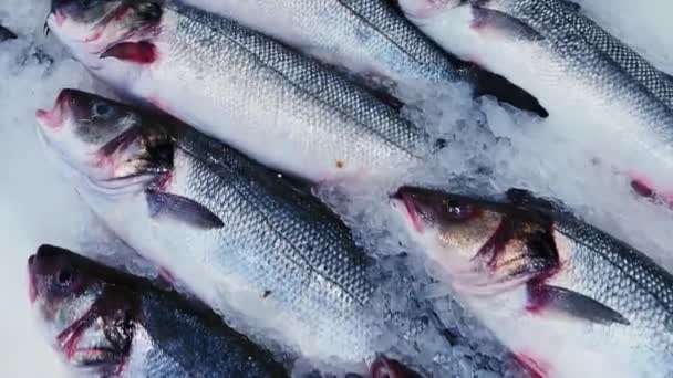 Θαλασσινά, ψάρια και οικολογικά είδη διατροφής, ποικιλία νωπών ωμών ψαριών στο ράφι αποθήκευσης σε πάγο στο κατάστημα ιχθυοπωλών ή στη βιολογική ιχθυαγορά — Αρχείο Βίντεο