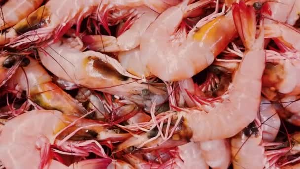 Concepto de mariscos, camarones y alimentos ecológicos, surtido de camarones crudos frescos en el estante de la tienda en hielo en la tienda de pescaderías o en el mercado de pescado ecológico — Vídeos de Stock