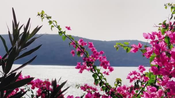Natureza costeira e conceito de beleza floral. Lindas flores rosa em flor, mar e paisagem de montanha — Vídeo de Stock