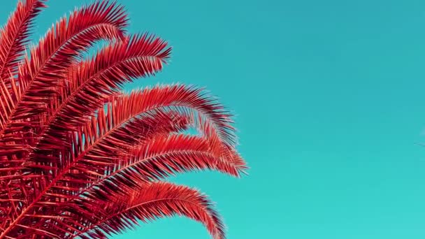 자연의 배경 과 여름의 개념입니다. 붉은 야자나무와 청록색 하늘 — 비디오