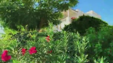 Doğa koruma ve çevre konsepti. Botanik bitkileri ve çiçekler yaz bahçesinde