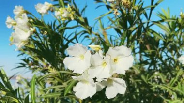 Güzel çiçekler ve doğa koruma konsepti. Bahçede güneşli bir günde beyaz tropikal çiçekler ve mavi gökyüzü
