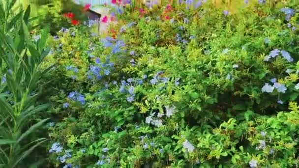 Concetto di conservazione della natura ed ecoambiente. Piante botaniche e fiori nel giardino estivo — Video Stock