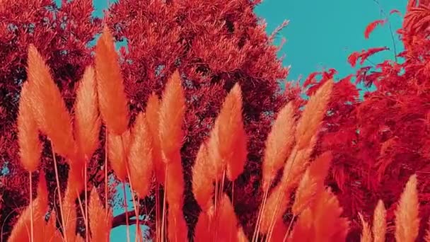 Nature conservation and eco-environment concept. Red fantasy plants and turquoise blue sky as a result of climate change — Stock Video
