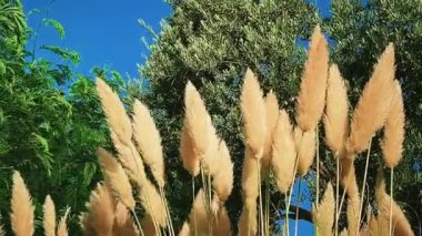 Doğa koruma ve çevre konsepti. Botanik bitkileri ve çiçekler yaz bahçesinde