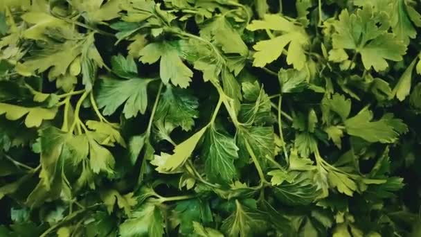 Verdes, supermercado e biológico, conceito, vegetais folhosos verdes e variedade de ervas para venda no mercado eco-agricultores — Vídeo de Stock