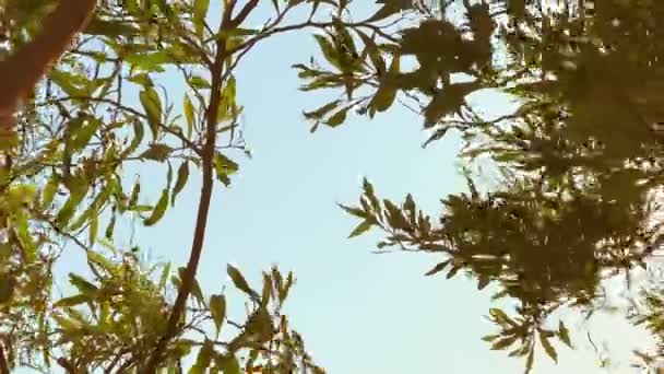 Naturaleza, cambio climático y concepto de medio ambiente, el sol brilla a través del follaje en la rama de olivo en verano — Vídeo de stock