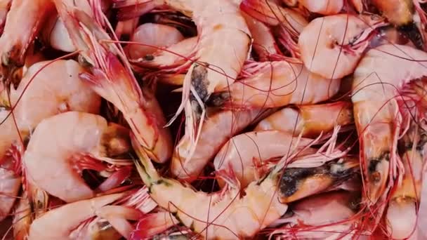Концепция сифуда, креветок и эко-еды, ассортимент свежих сырых креветок на прилавках рыбного магазина или органического рыбного рынка — стоковое видео