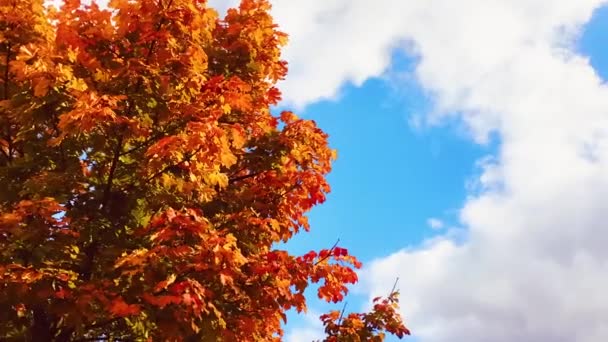 Höst, säsong och natur koncept, gyllene lövverk och blå molnig himmel — Stockvideo