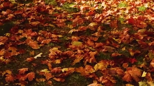 Temporada de otoño, hojas coloridas de otoño en el suelo, naturaleza estacional b-roll — Vídeos de Stock