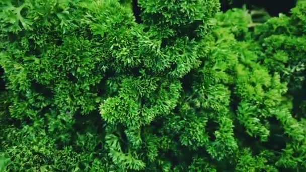 Verdes, supermercados y orgánicos, concepto, verduras y hierbas de hoja verde surtido para la venta en el mercado de eco agricultores — Vídeos de Stock
