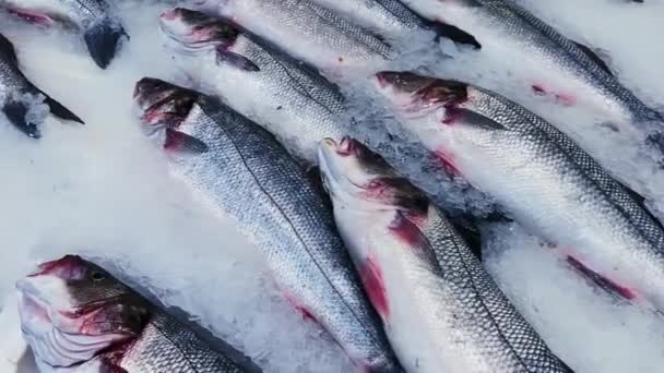 Concepto de mariscos, pescados y alimentos ecológicos, surtido de pescados crudos frescos en la estantería de la tienda en hielo en la tienda de pescaderías o en el mercado de pescados ecológicos — Vídeo de stock