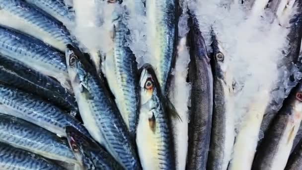 Concepto de mariscos, pescados y alimentos ecológicos, surtido de pescados crudos frescos en la estantería de la tienda en hielo en la tienda de pescaderías o en el mercado de pescados ecológicos — Vídeo de stock